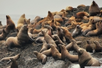 Archipelago Wildlife Cruises