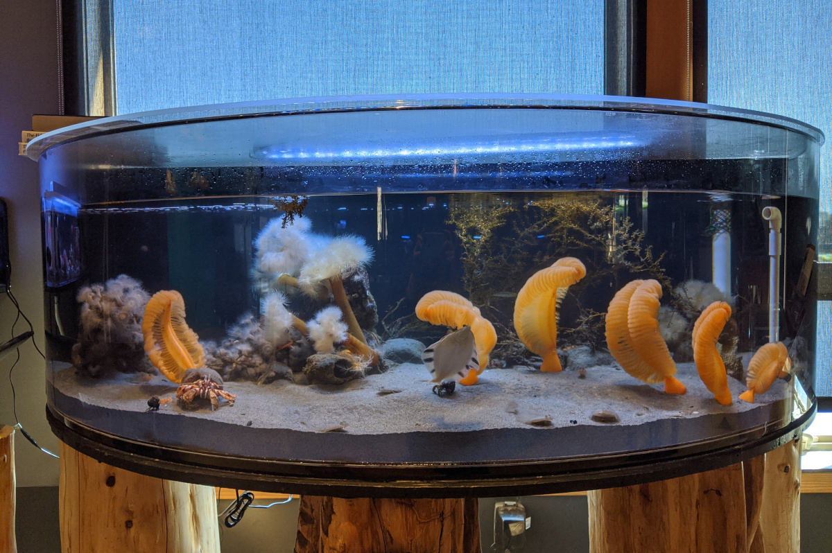 Ucluelet Aquarium