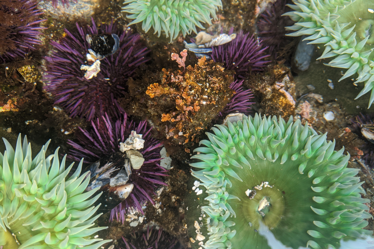 Ucluelet Aquarium